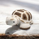 Turtle thumbnail