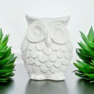 Echo The Owl thumbnail
