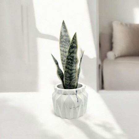 Mrs. Pot